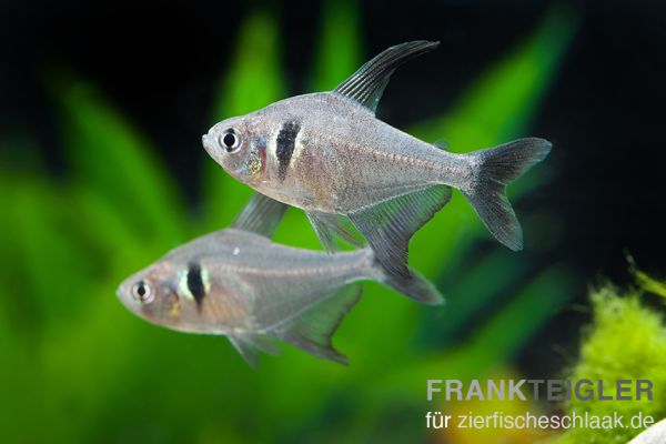 Schwarzer Phantomsalmler - Hyphessobrycon megalopterus